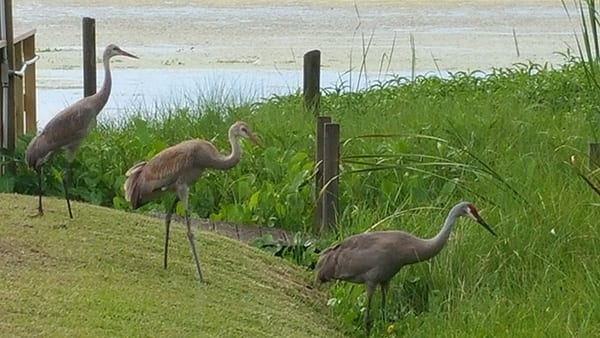 Lake Rousseau